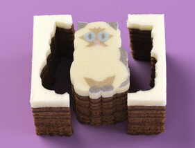 ヒマラヤン ココア・バウム